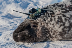 Hooded-seal-male-and-CTD-tag-1d