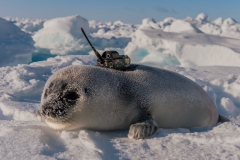Hooded-seal-pup-and-CTD-tag-1f
