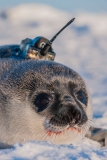 Hooded-seal-pup-and-CTD-tag-6a