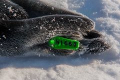 Hooded-seal-pup-flipper-with-tag