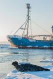 West-ice-hooded-seal-male-and-Lance-1d