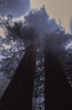 14-Sequoia