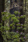 15-Sequoia