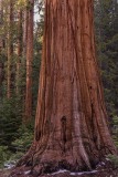 27-Sequoia
