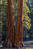 28-Sequoia