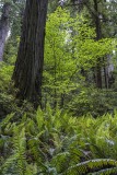 3.-Sequoia