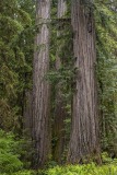 4-Sequoia