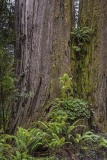 5-Sequoia