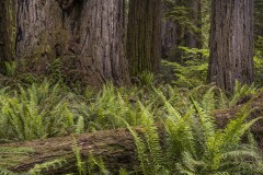 7-Sequoia
