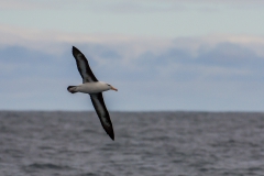 Black-browed-albatross-flying-12