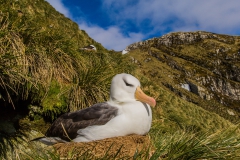 Black-browed-albatross-on-nest-2c