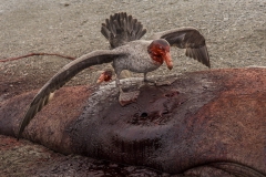 Giant pettrell and carcass 4h