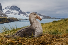 Giant-pettrell-on-nest-1c