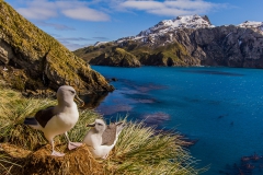 Grey-headed-albatross-pair-on-nest-1c