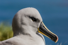 Grey headed albatross portrait