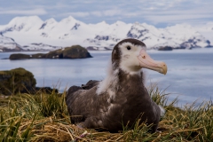 Wandering-albatross-chick-3c
