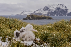 Wandering albatross chick in snow 1d