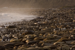 Beach-filled-with-kings-and-blubber-1b