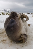 Elephant-seal-pup-3f