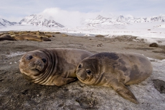Elephant-seal-pups-resting-1h