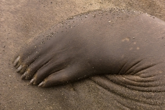 Flipper-1a