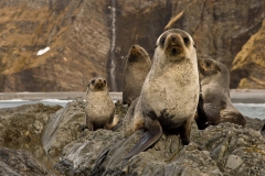 Fur-seal-colony-on-rocks-1d