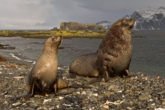 Fur-seal-couple-on-pebble-beach-1d