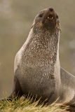 Fur-seal-portrait-1j