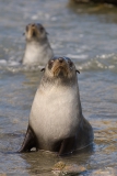 Juvenile-fur-seal-2b