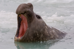 Male-in-icy-water-displaying-1d