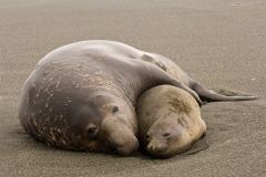 Mating-2b