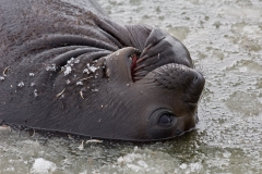 Pup-in-icy-water-1c