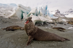 Trollhul-male-elephant-seals-1b