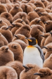Adult-king-in-chick-colony-1c