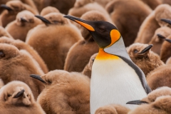 Adult-king-in-chick-colony-1g