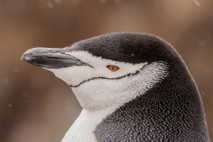 Chinstrap-portrait-1b
