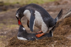 Gentoos copulating 1a