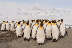 King-group-on-beach-3d