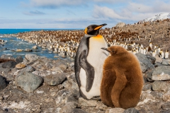 Parent-and-chick-near-colony-3c