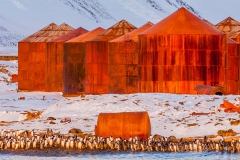 Leith-harbor-storage-tanks-and-gentoos-1e