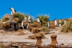 Ocean-harbor-Bayard-wreck-inhabitants-2f