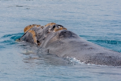 Right-whale
