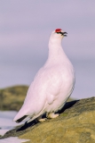 Ptarmigan-2