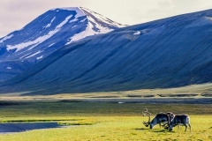 Svalbard-3